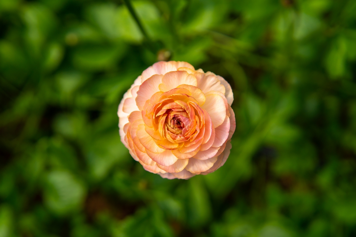 Ranunculus Elegance