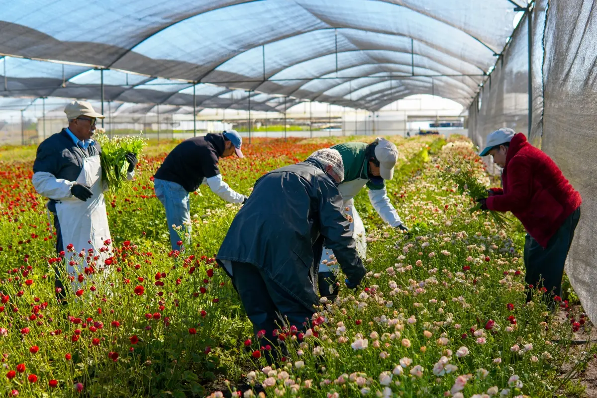 Direct From Grower